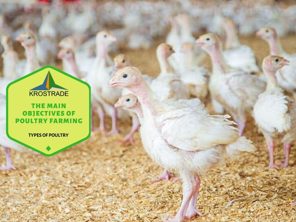 Importance of poultry farming