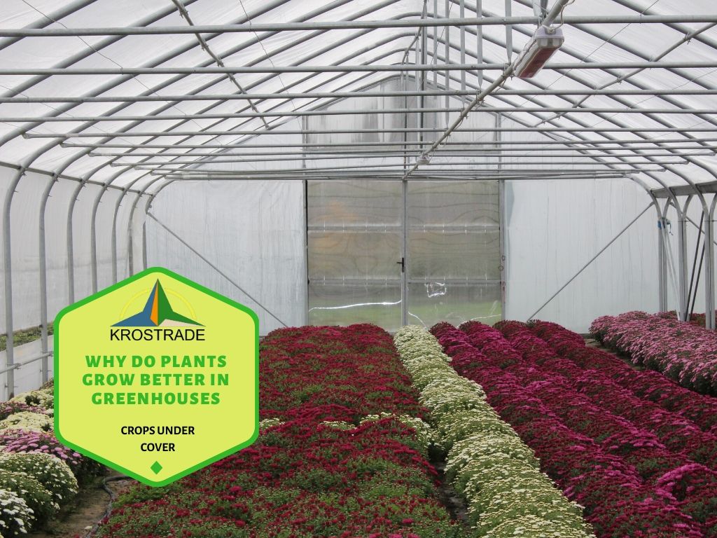 The Benefits of a Greenhouse