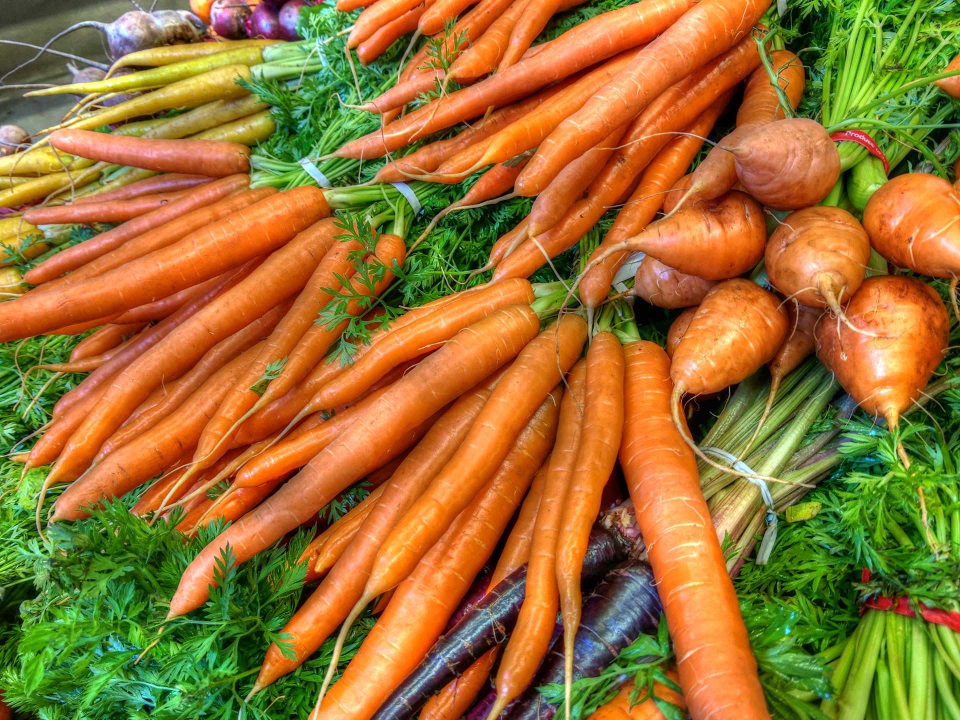 The Basics of Growing Carrots in San Diego