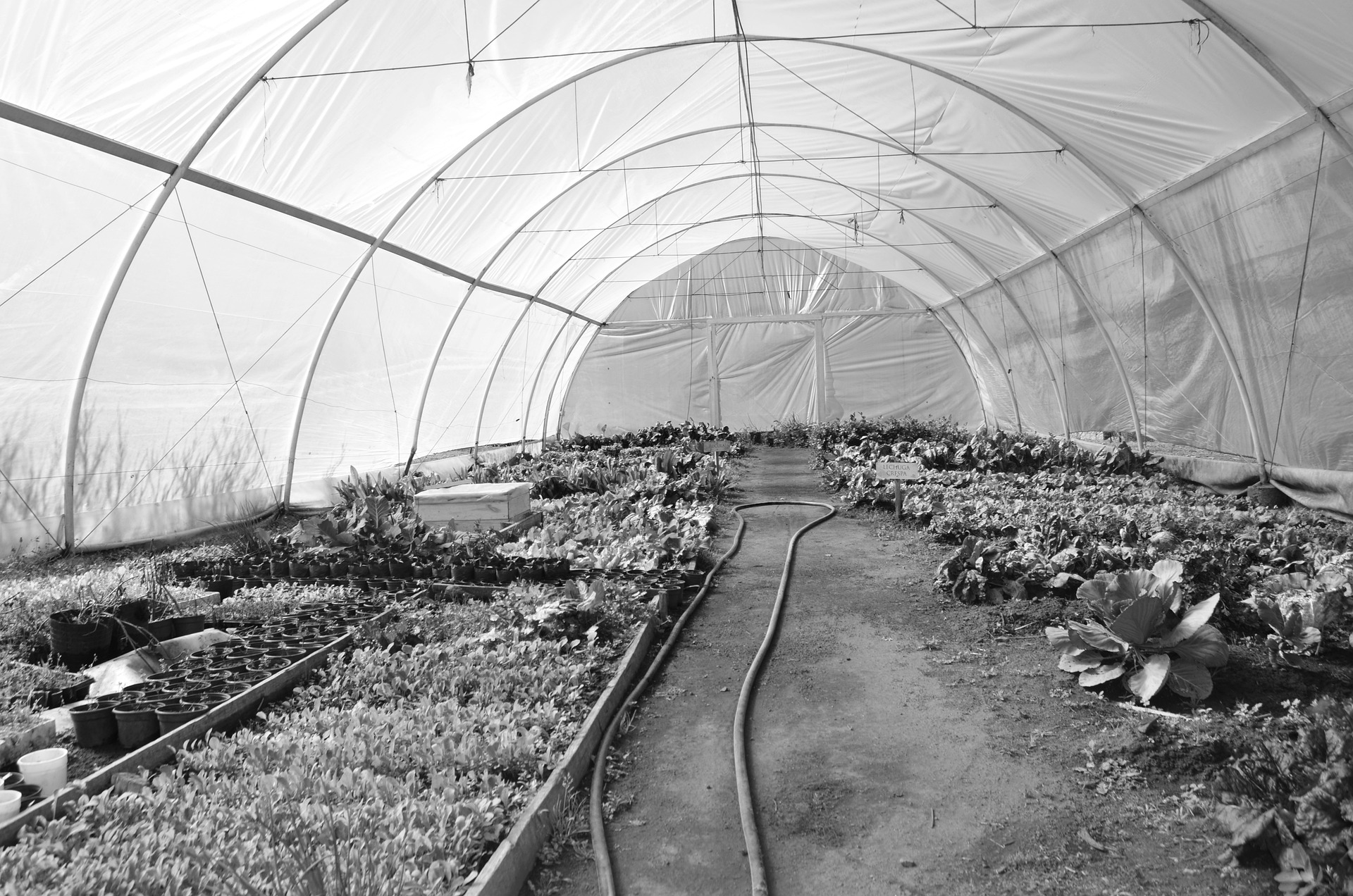How to Clean A Greenhouse