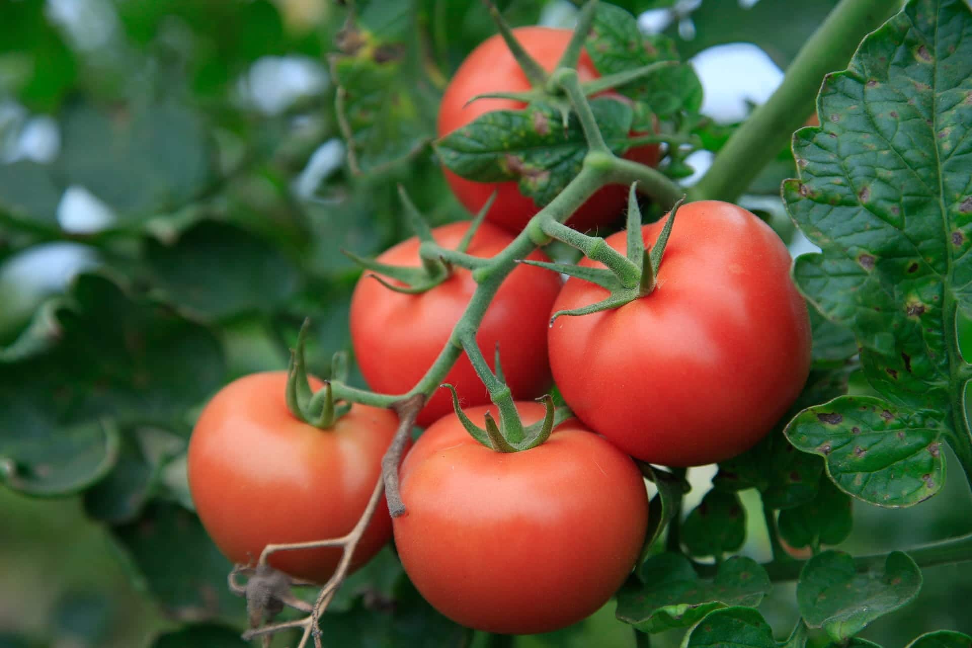 6 Secrets on How to Grow Tomatoes in Colorado