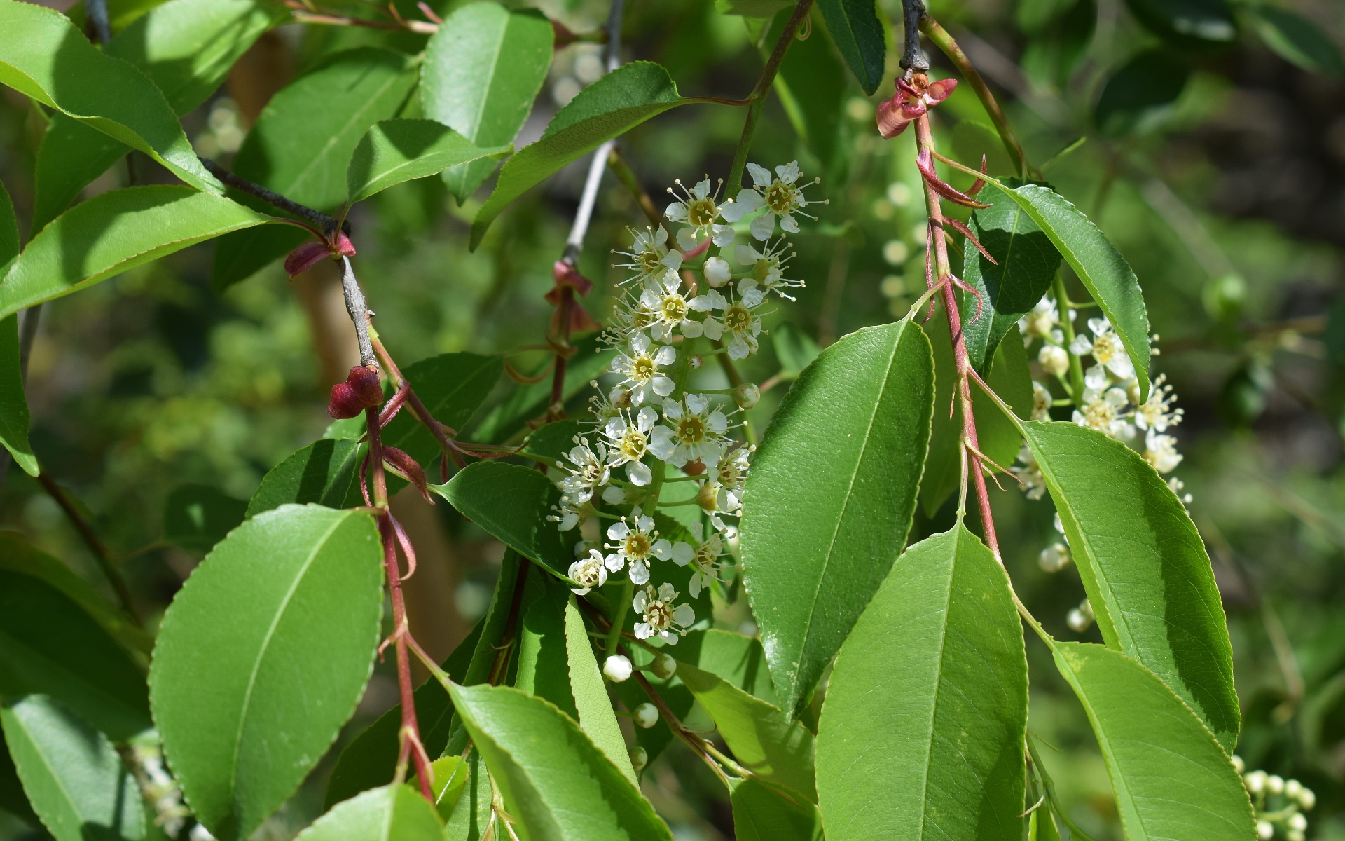 Facts About Chokecherry Bush in Colorado