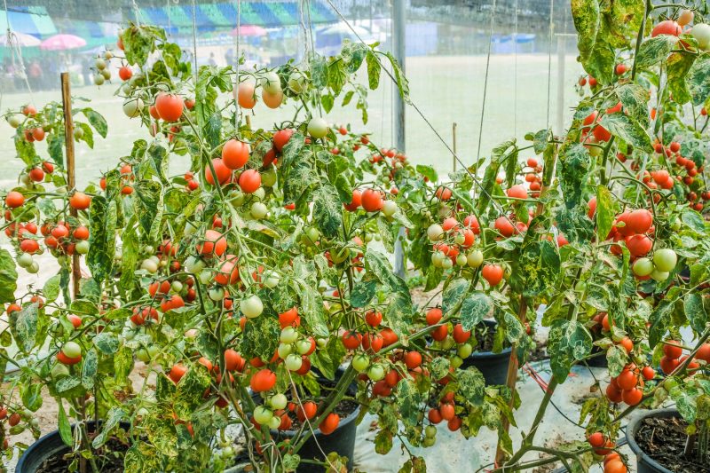 How Much Lighting Is Used Growing Tomatoes In Commercial Greenhouse