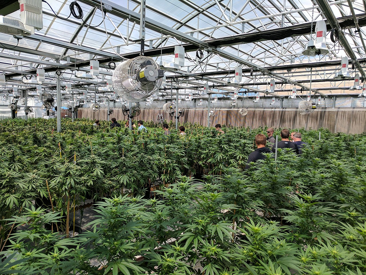 How To Grow Cannabis In A Greenhouse
