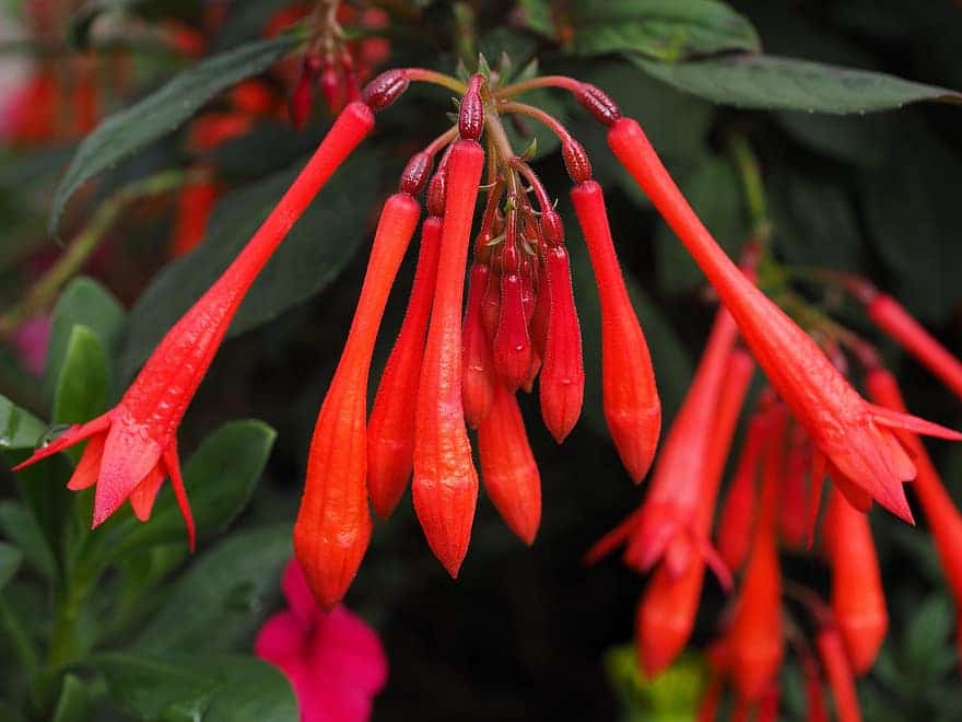 How To Grow Fuchsias In A Greenhouse Successfully