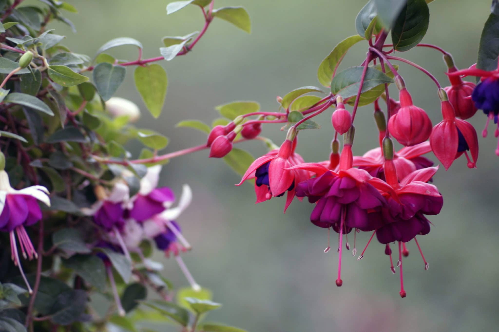 How To Grow The Fuchsias In A Greenhouse
