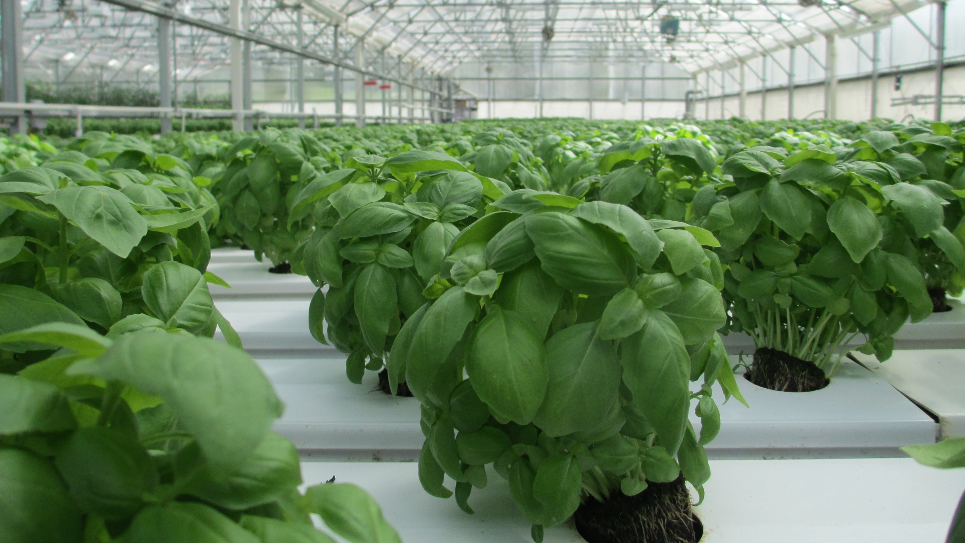 How To Grow Wholesale Basil In A Greenhouse
