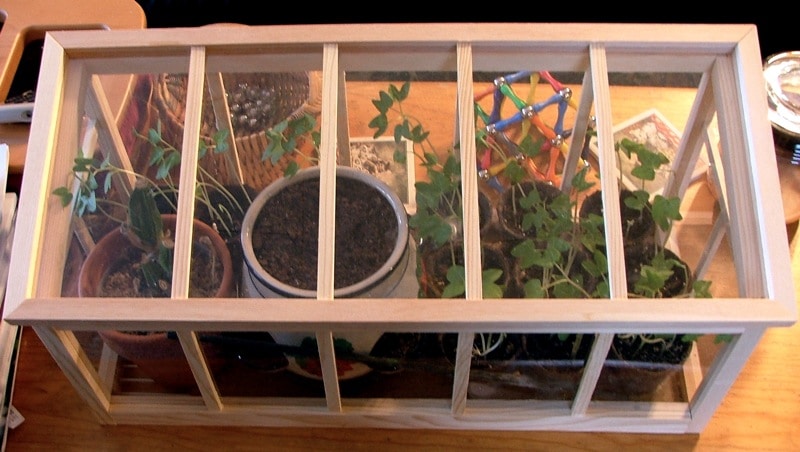 How To Maintain A Mini Greenhouse. Beginner Guide