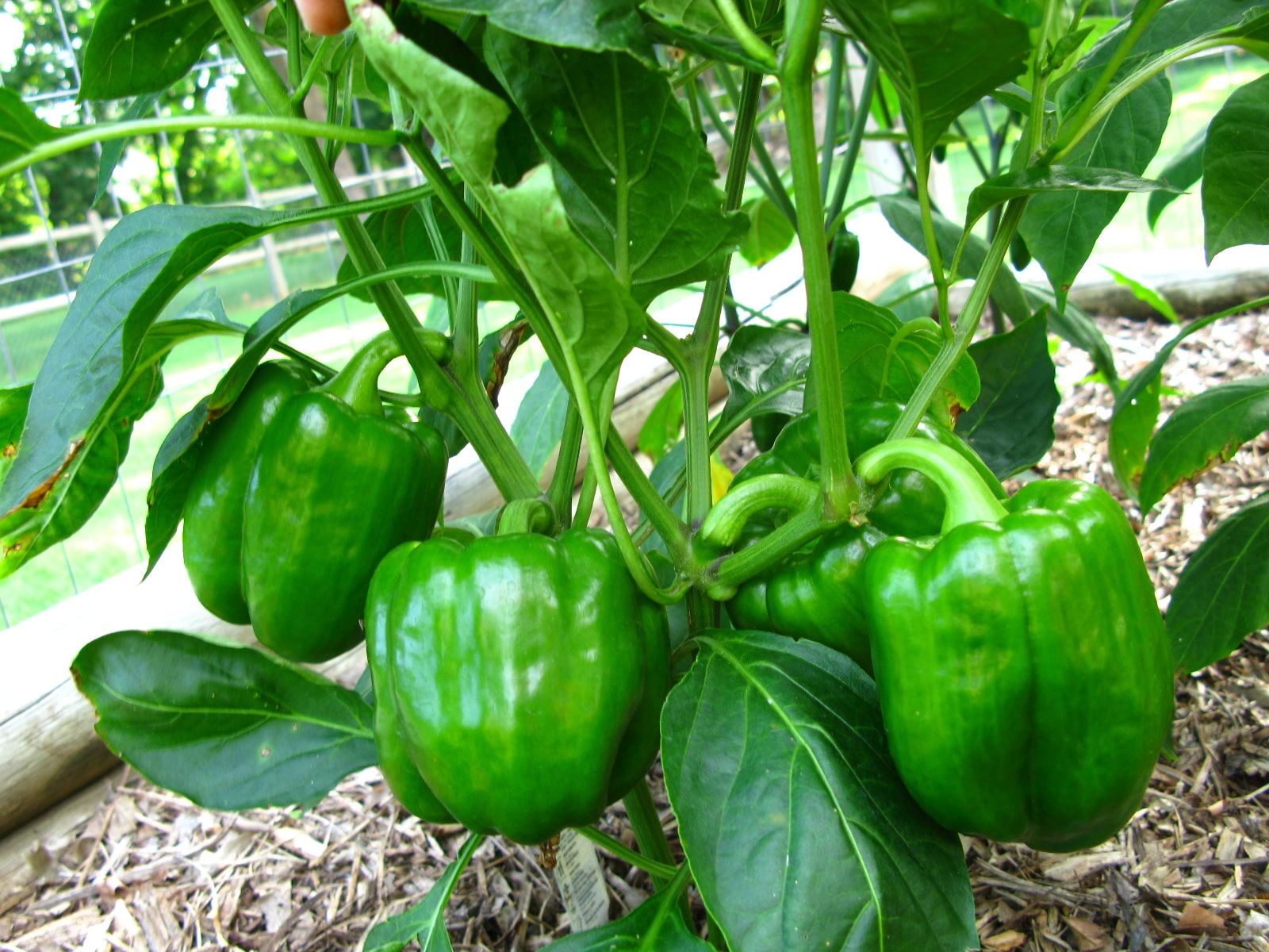 How To Make Bell Peppers Grow Bigger
