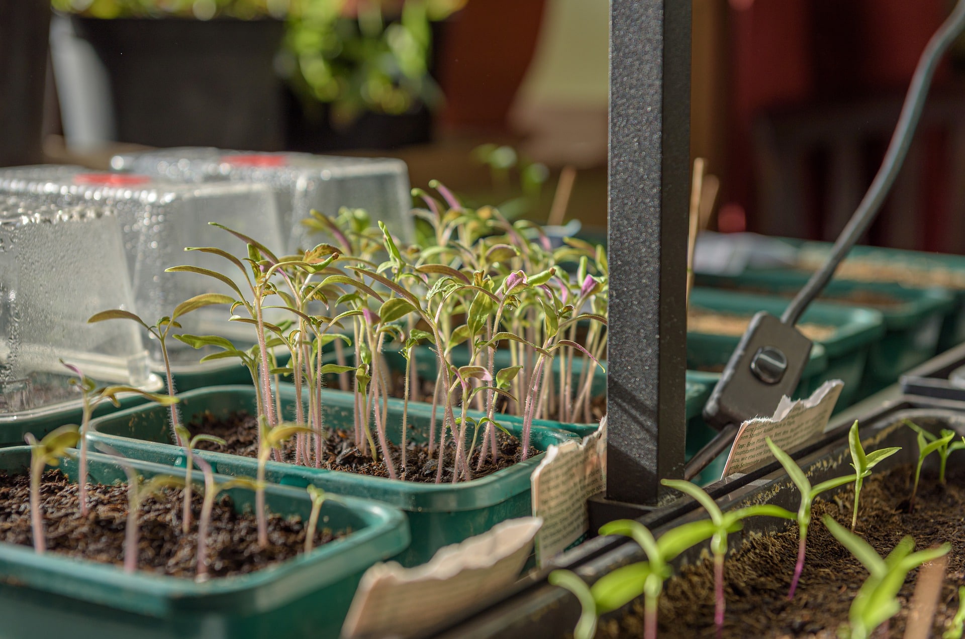 How to Keep Plants Warm Inside a Mini Greenhouse
