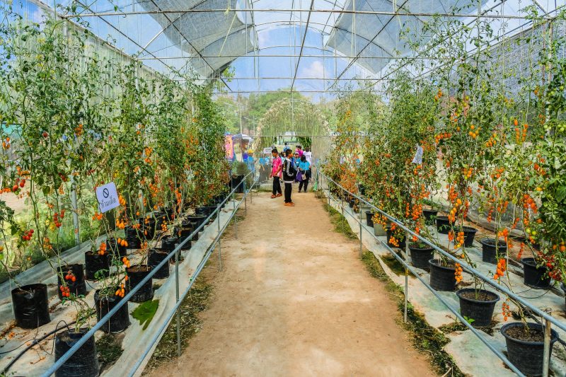 In A Commercial Greenhouse Which Side Is Best For Growing Tomatoes