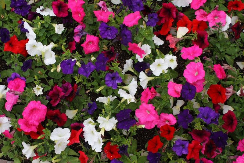 What Are The Optimal Temperatures In A Greenhouse For Growing Petunias
