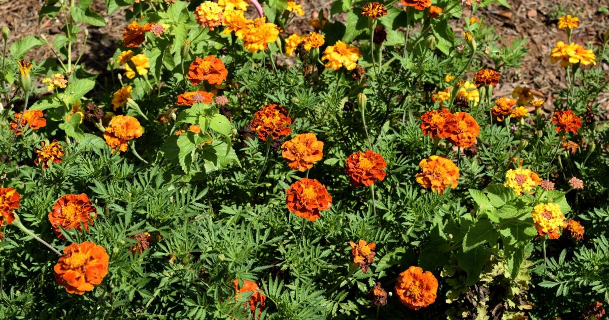 When Can I Start Growing American Marigold Seeds In Massachusetts In A Greenhouse