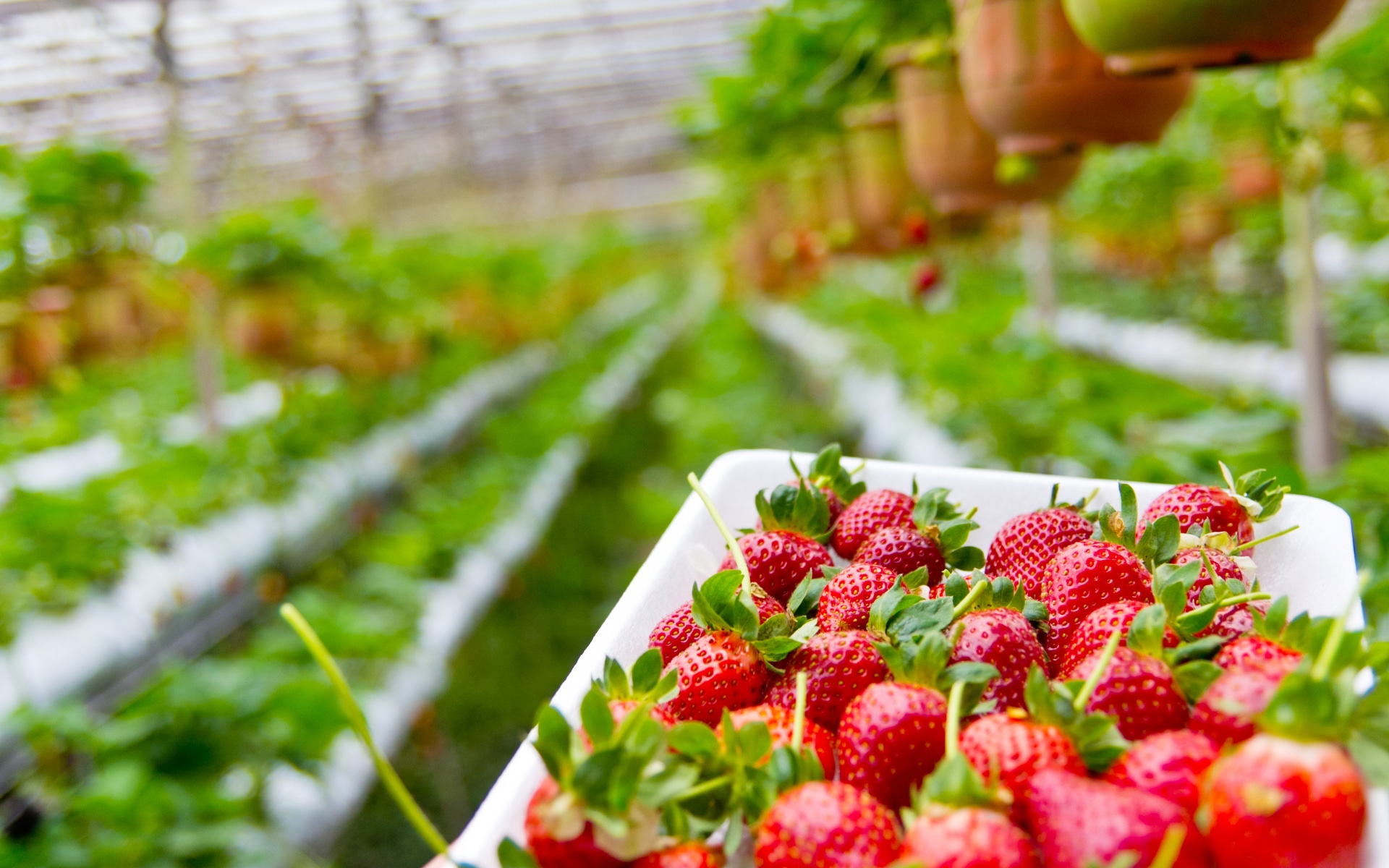 When To Plant Strawberries In Nebraska For Success