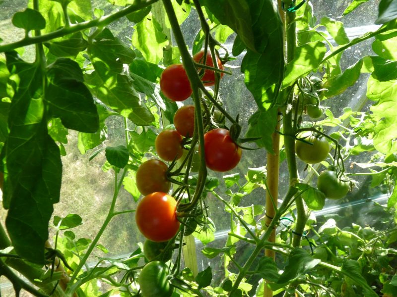 When To Start Growing Tomatoes In Greenhouse Krostrade