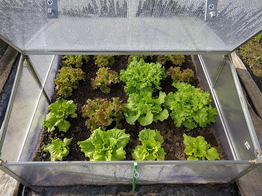 When To Start Portable Greenhouse Planting