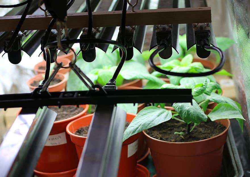 When To Use A Growing Light In A Greenhouse