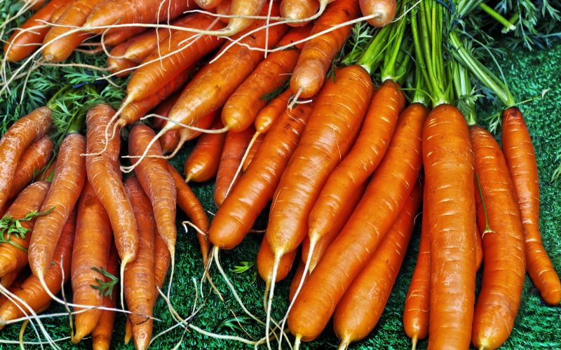 When to Plant Carrots in Colorado