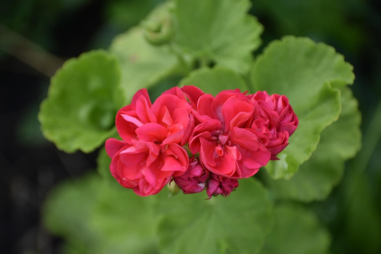 how to root geranium cuttings in water