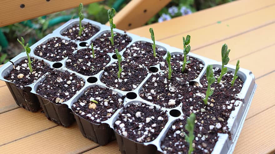 how to use seed starting plugs