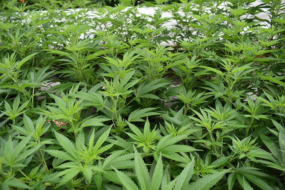 how to build a marijuana greenhouse