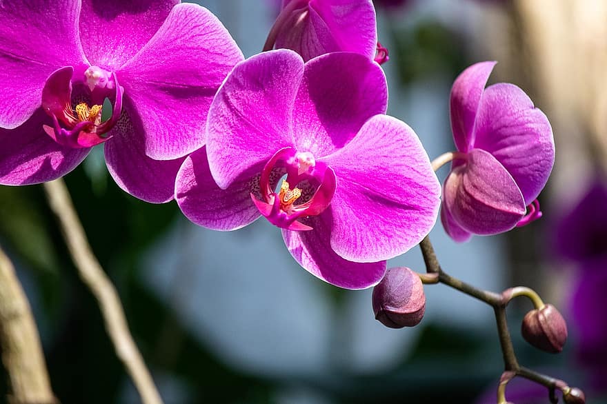 how to get multiple stems on an orchid