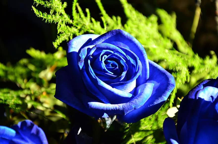how to grow blue roses