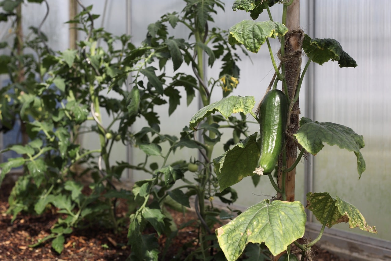 How to Grow Cucumbers in the Greenhouse
