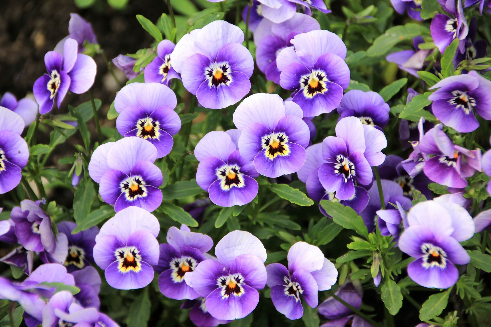 When To Plant Pansies In Oklahoma