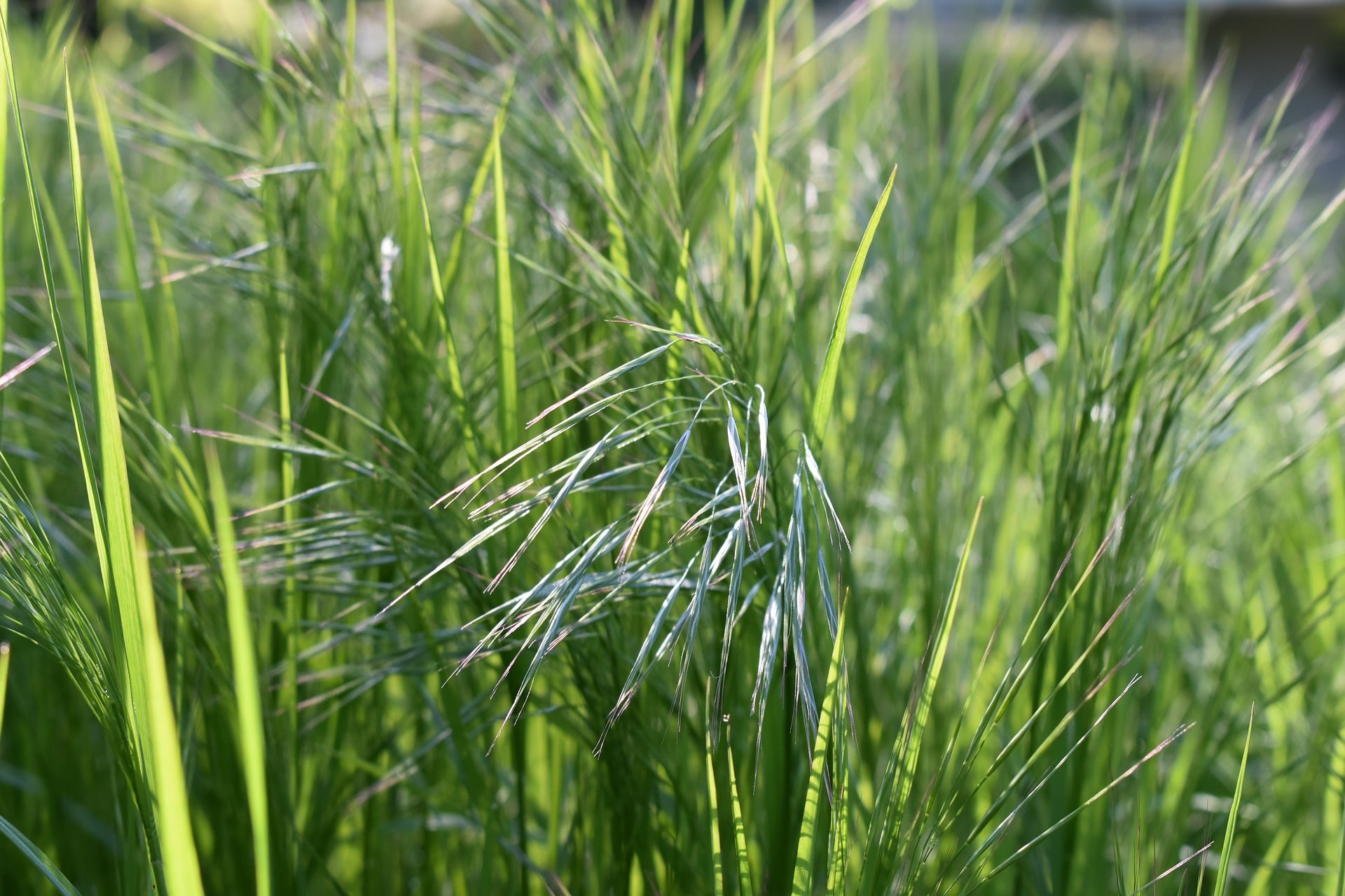 When To Plant Decorative Grasses Correctly