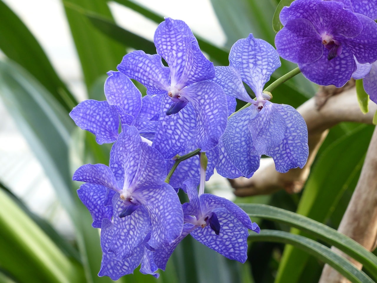How To Dye Orchids Blue