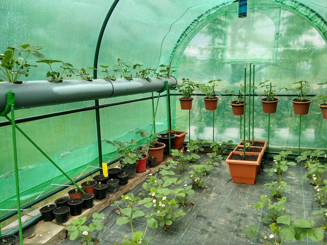 How To Keep Small Hobby Greenhouse Warm