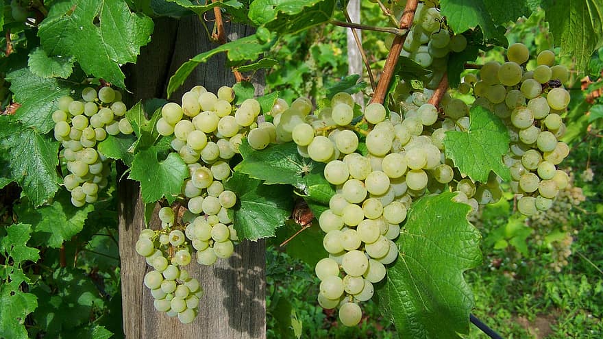 How To Grow Grapes In A Small Greenhouse