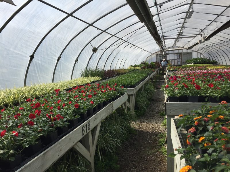 How To Use Greenhouse In Georgia For Success