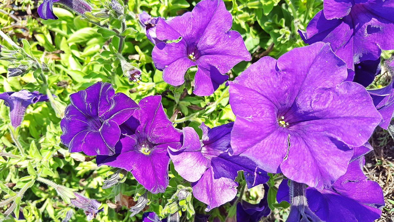 How To Revive Dying Petunias Successfully