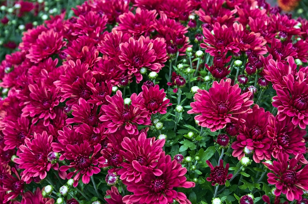 How To Keep Mums From Blooming Too Early