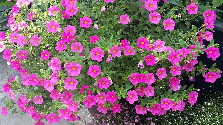 How To Propagate Petunias. The Best 2 Ways
