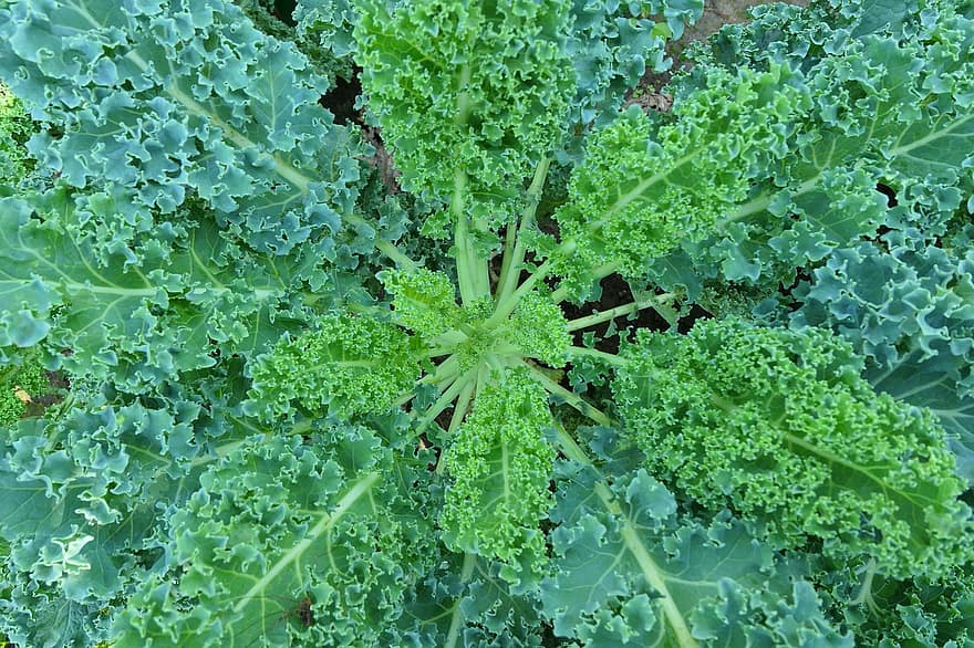 How to Grow Kale in a Hobby Greenhouse - A Step-By-Step Guide