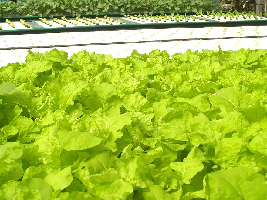 Grow Plants Successfully: When to Plant Lettuce in Texas