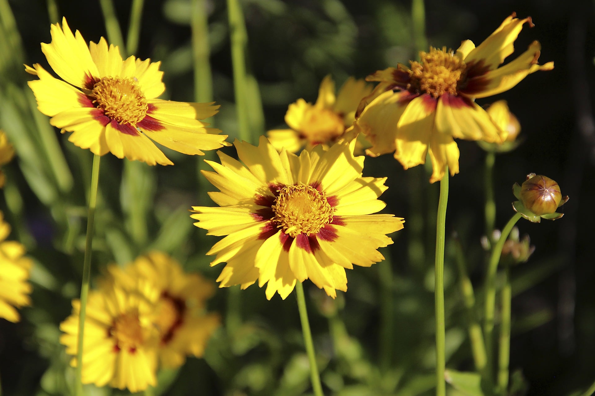 A Gardener’s Guide on Where to Plant Coreopsis
