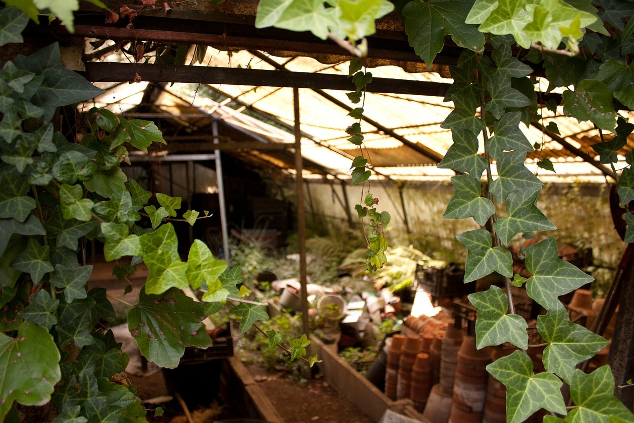 How To Purify Air In The Small Greenhouse