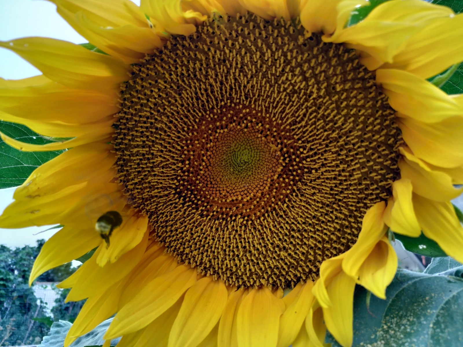 When Should Gardeners Transplant Sunflowers