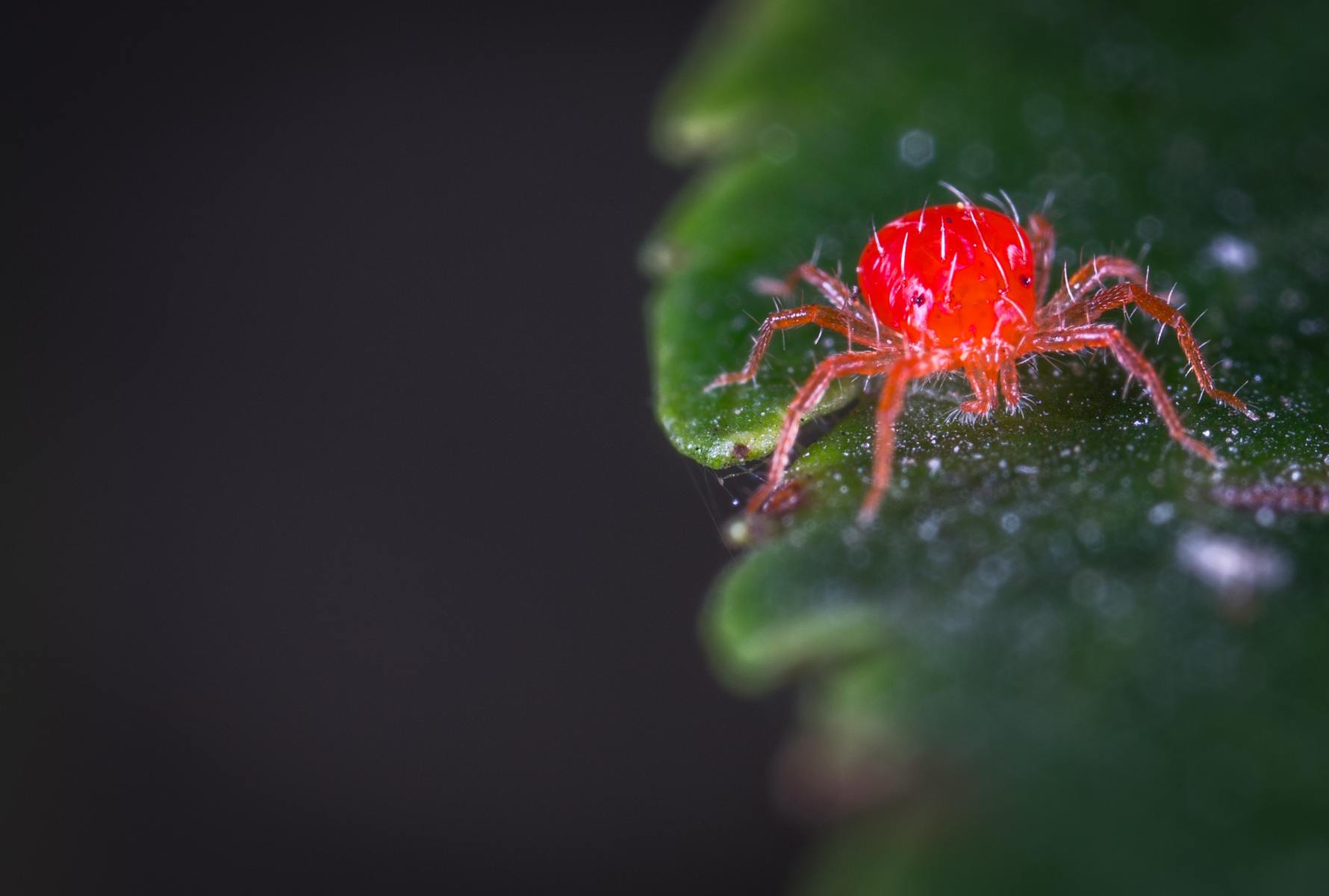 How To Get Rid Of SpHow To Get Rid Of Spider Mites On Drying Weedider Mites On Drying Weed