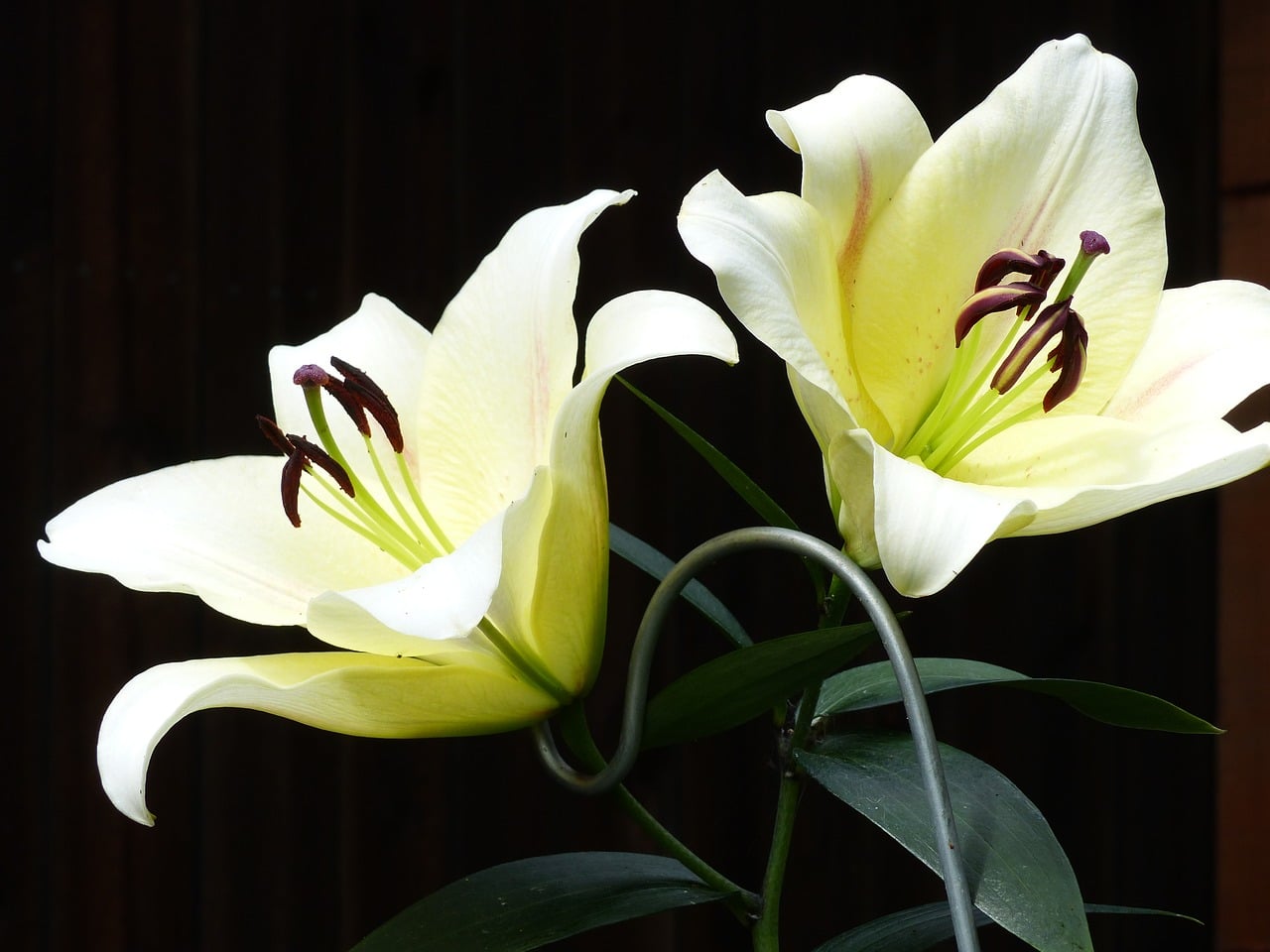 How To Force Lilies To Open. A Comprehensive Guide