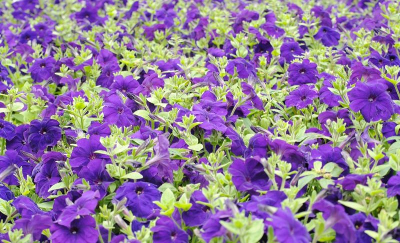 What Are The Optimal Temperatures In A Greenhouse For Growing Petunias