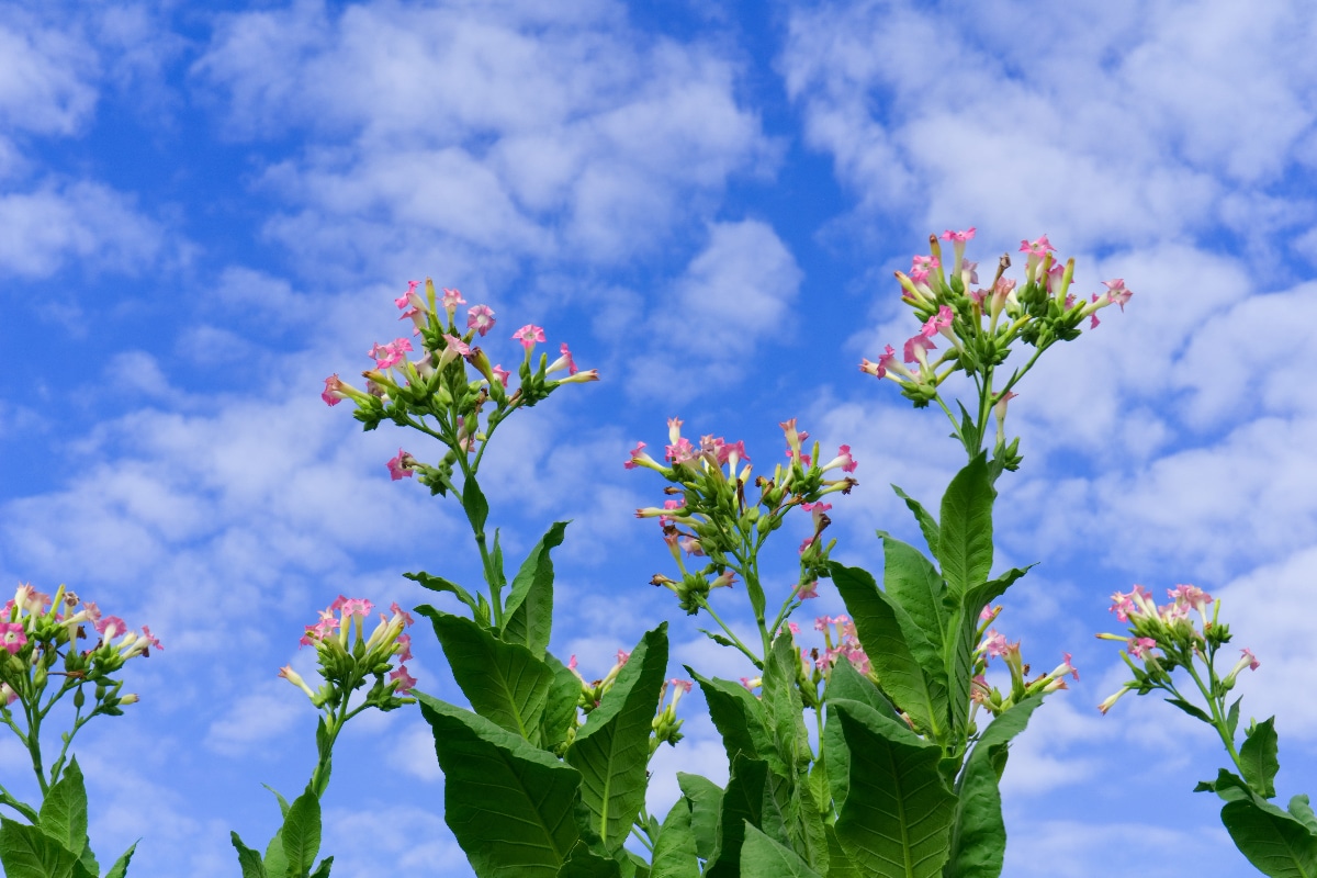 Why Do The Flowers On Tobacco Plants Change In Appearance