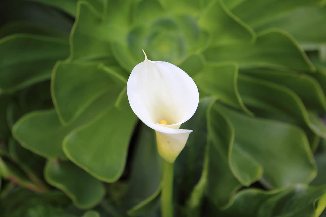 When To Transplant Calla Lilies And Success Tips