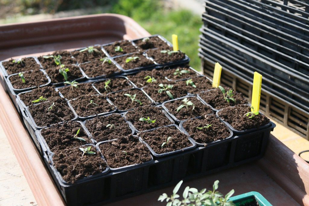 transplanting basil seedlings