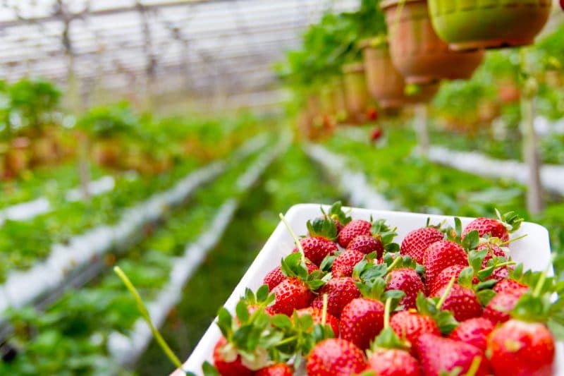 When To Plant Strawberries In Michigan For Success Krostrade