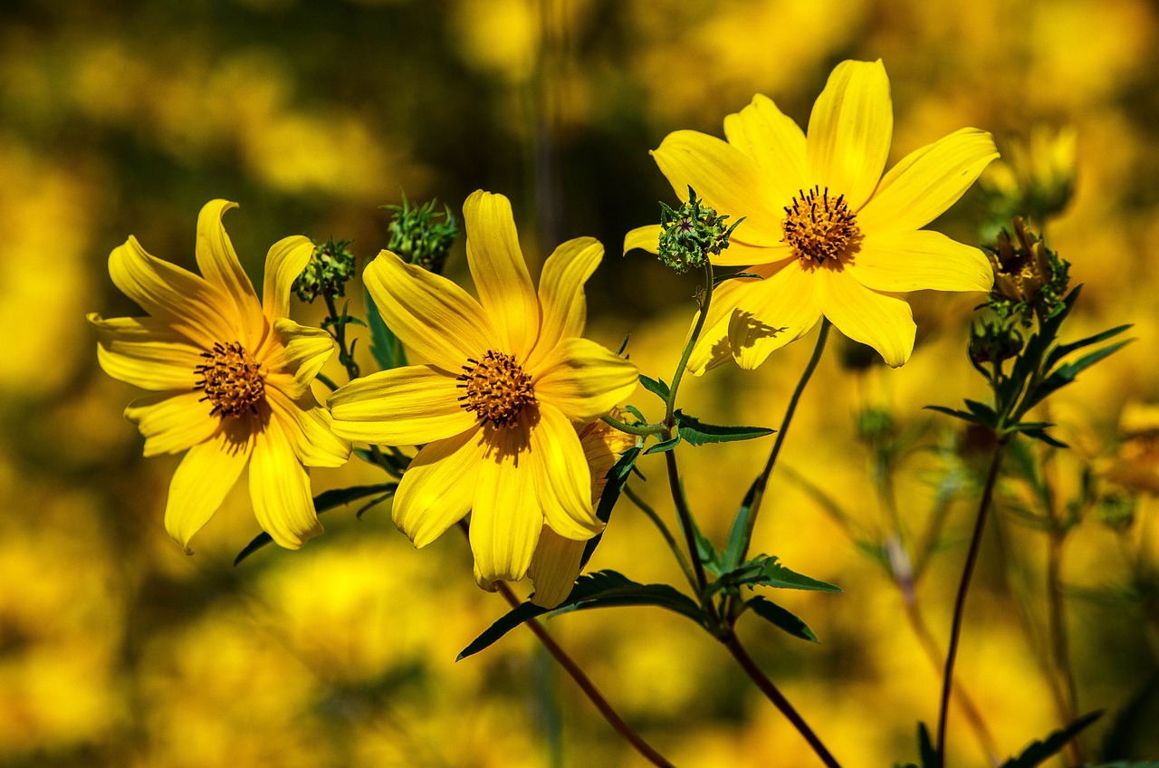 How To Propagate Coreopsis. 3 Best Ways